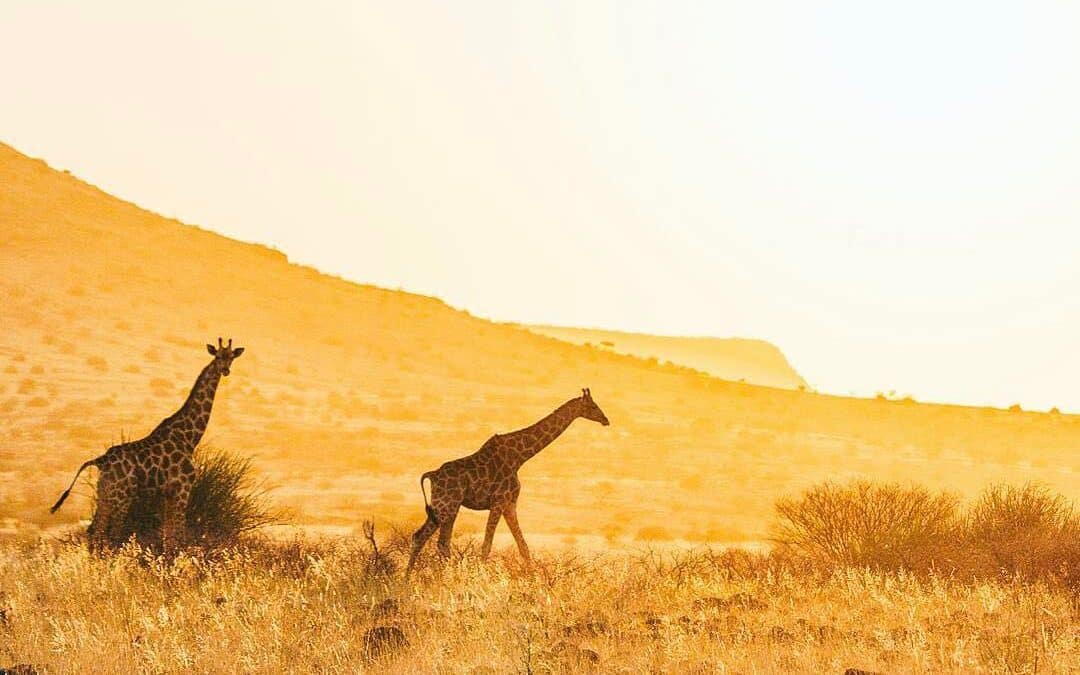 African Safaris – Where To Go?