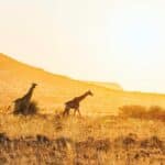 African Safaris – Where To Go?