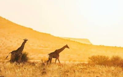 African Safaris – Where To Go?