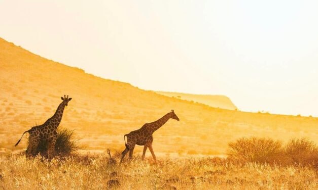 African Safaris – Where To Go?